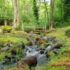 Promenade dans les bois