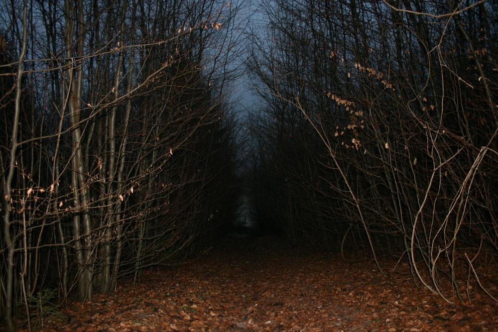 Promenade dans les sous-bois