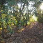 Promenade d'automne