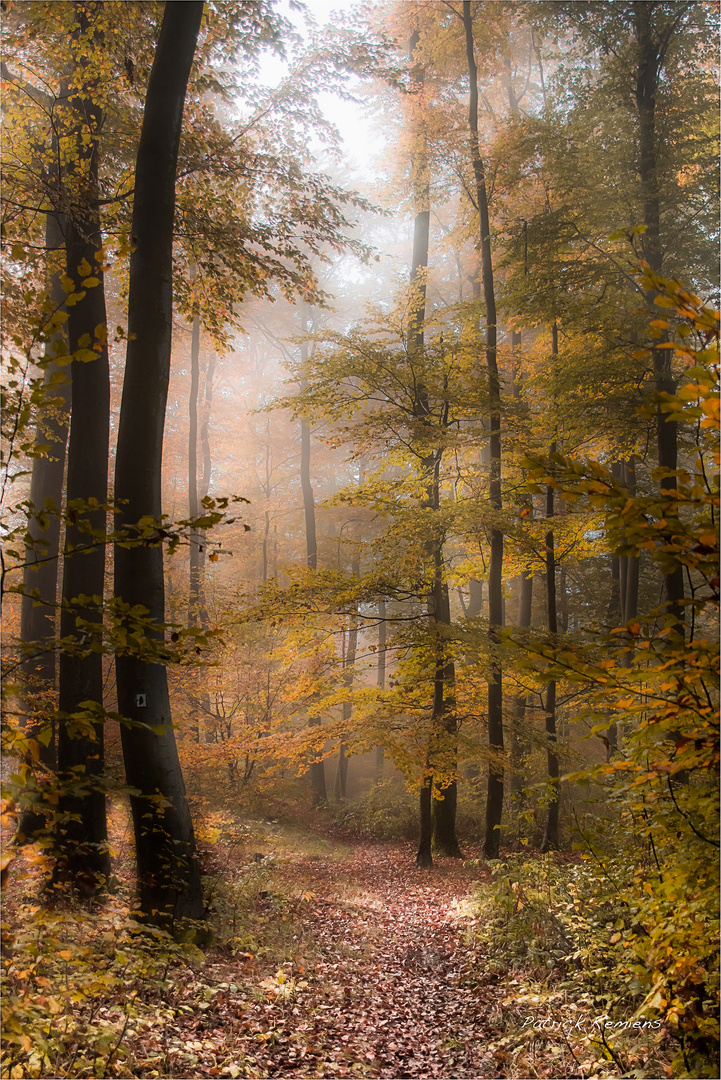 promenade d'automne