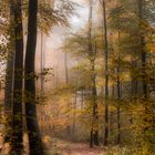 promenade d'automne