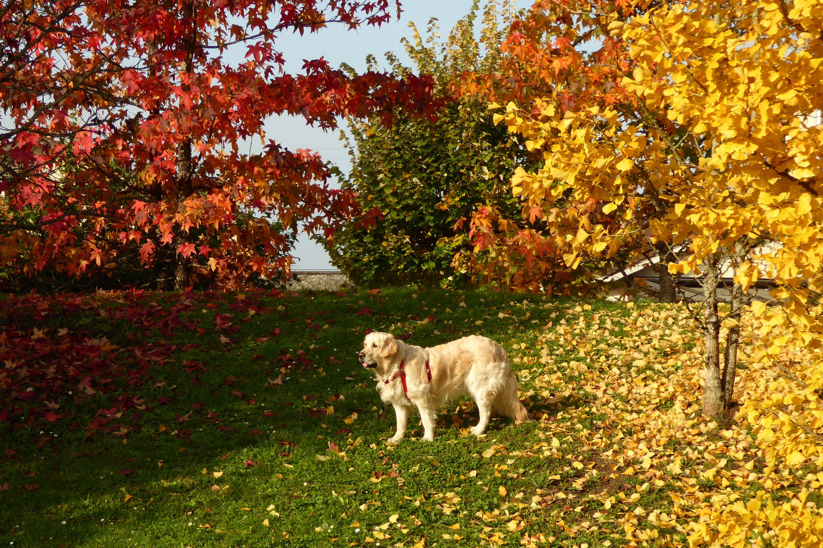 Promenade d'automne