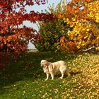 Promenade d'automne