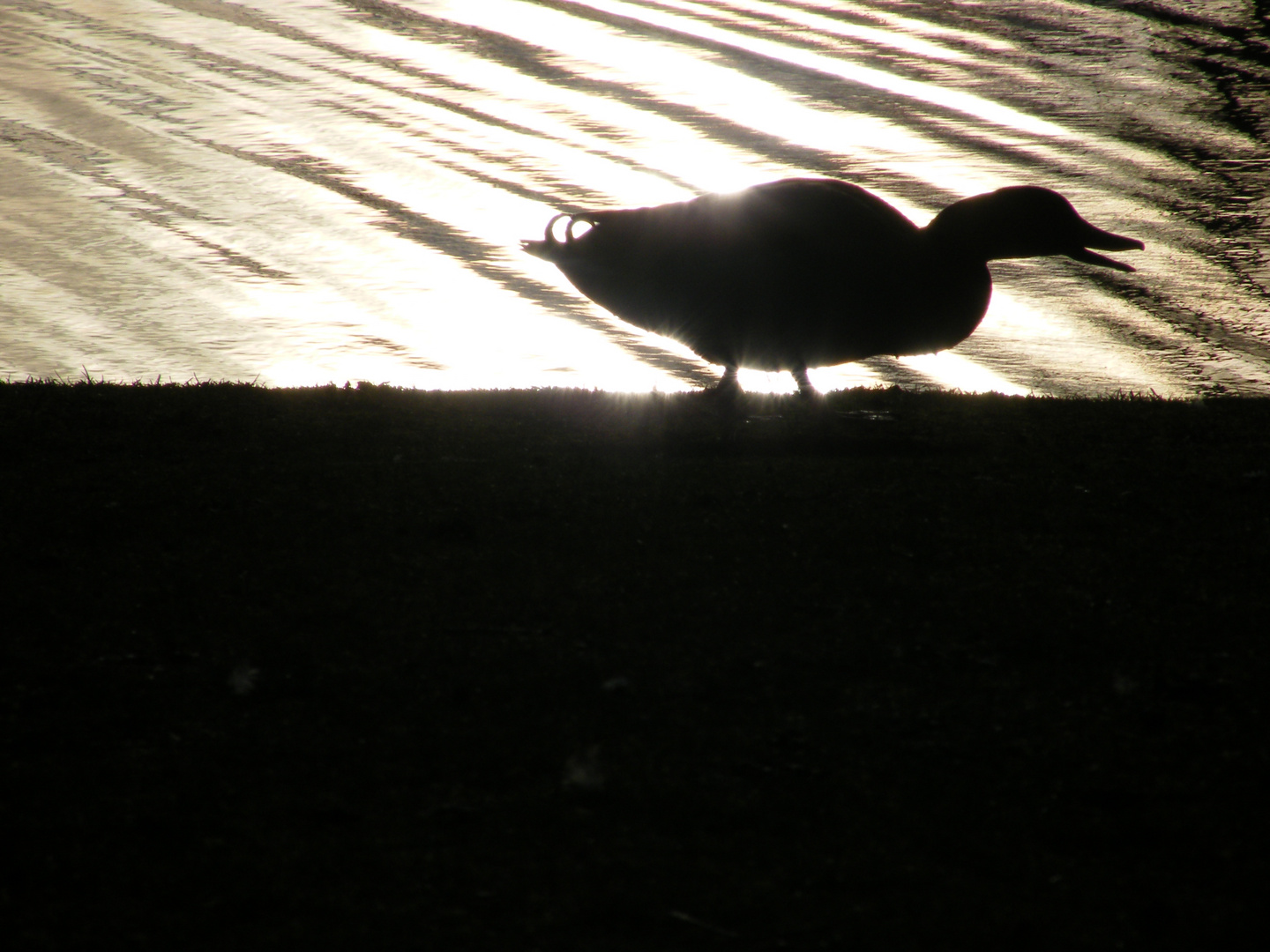 promenade de canard