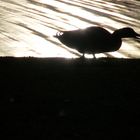 promenade de canard