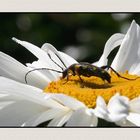 " Promenade de la bestiole dans une marguerite "