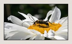 " Promenade de la bestiole dans une marguerite "