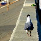 Promenade des Normands