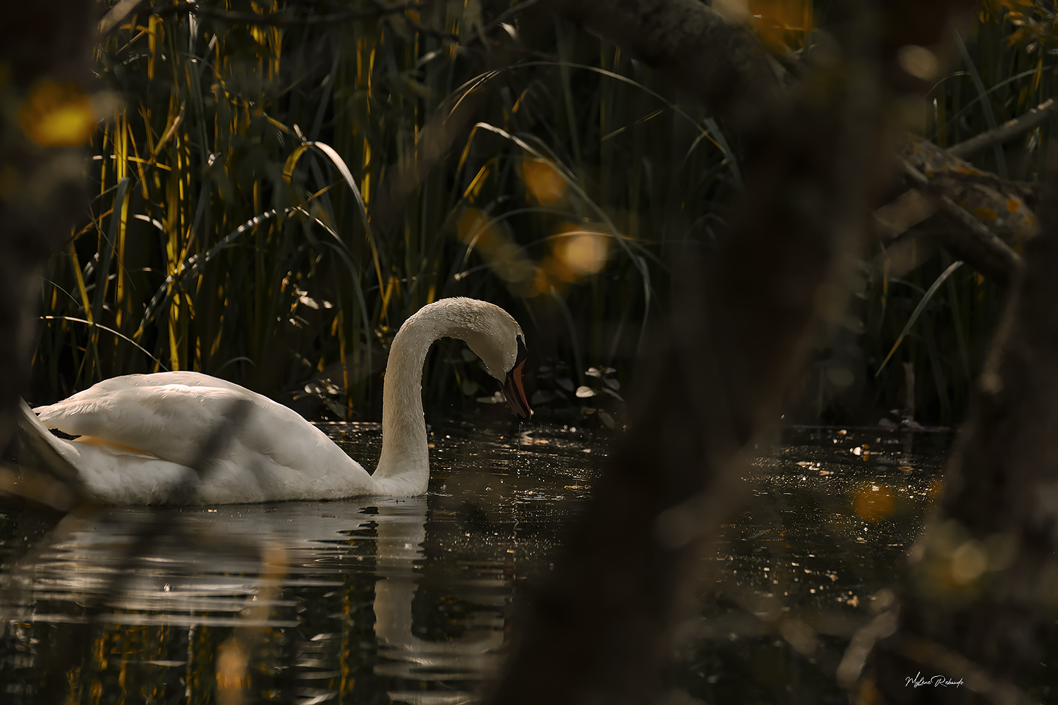 Promenade du Cygne