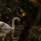 Promenade du Cygne