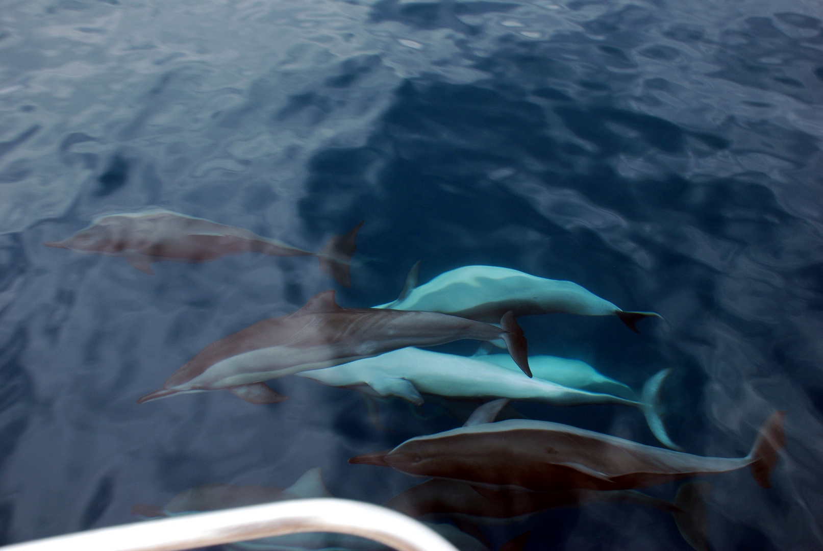 Promenade em mer avec les dauphins