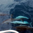 Promenade em mer avec les dauphins