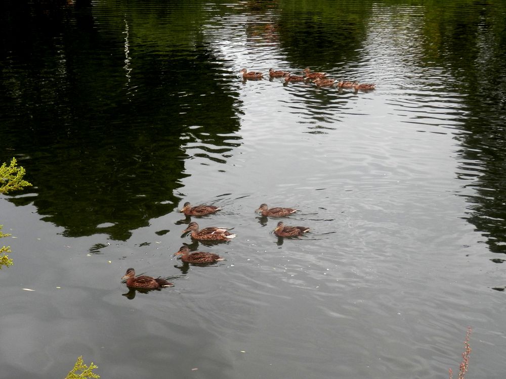 Promenade en bon ordre (1)