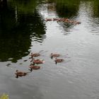 Promenade en bon ordre (1)