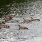 Promenade en bon ordre (2)