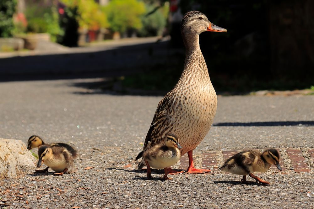 promenade en famille