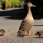 promenade en famille