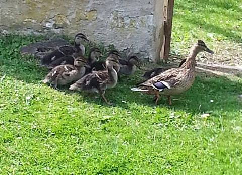 promenade en famille