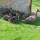 promenade en famille