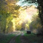 Promenade en foret