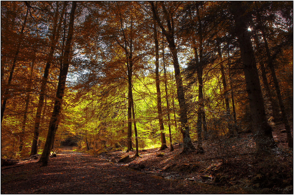 promenade en forêt