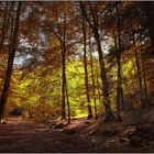 promenade en forêt