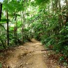 Promenade en forêt