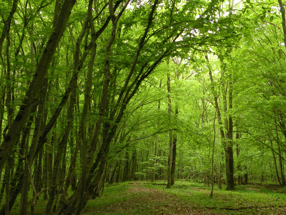 Promenade en forêt.