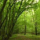 Promenade en forêt.