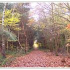 Promenade en forêt