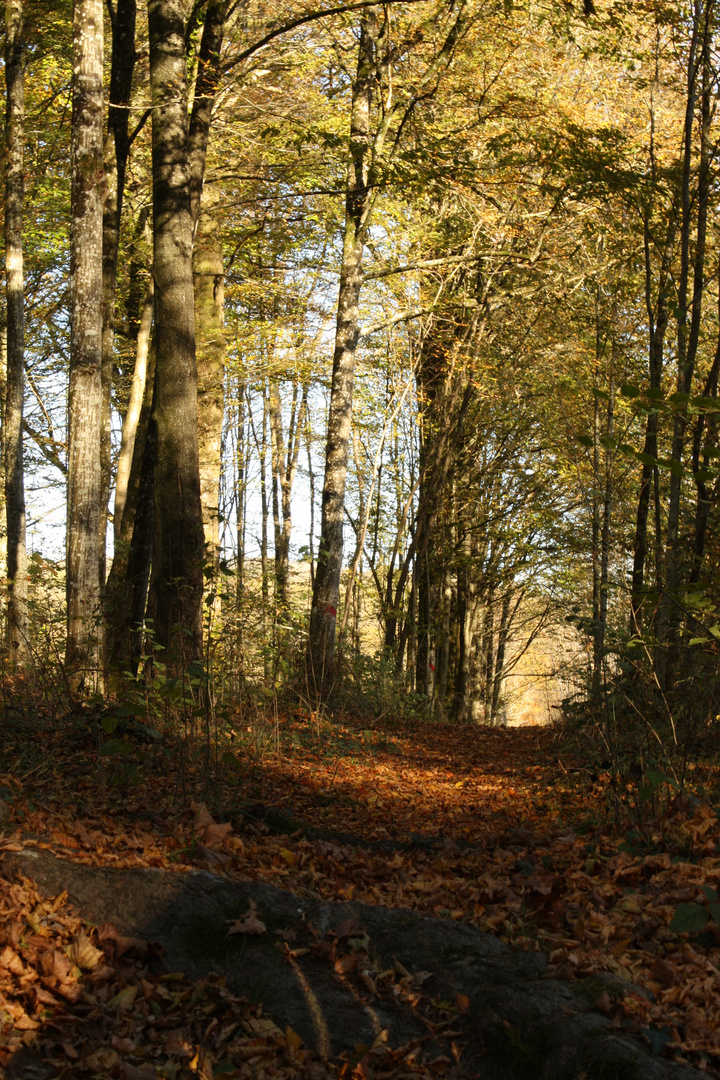 Promenade en forêt