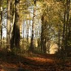 Promenade en forêt