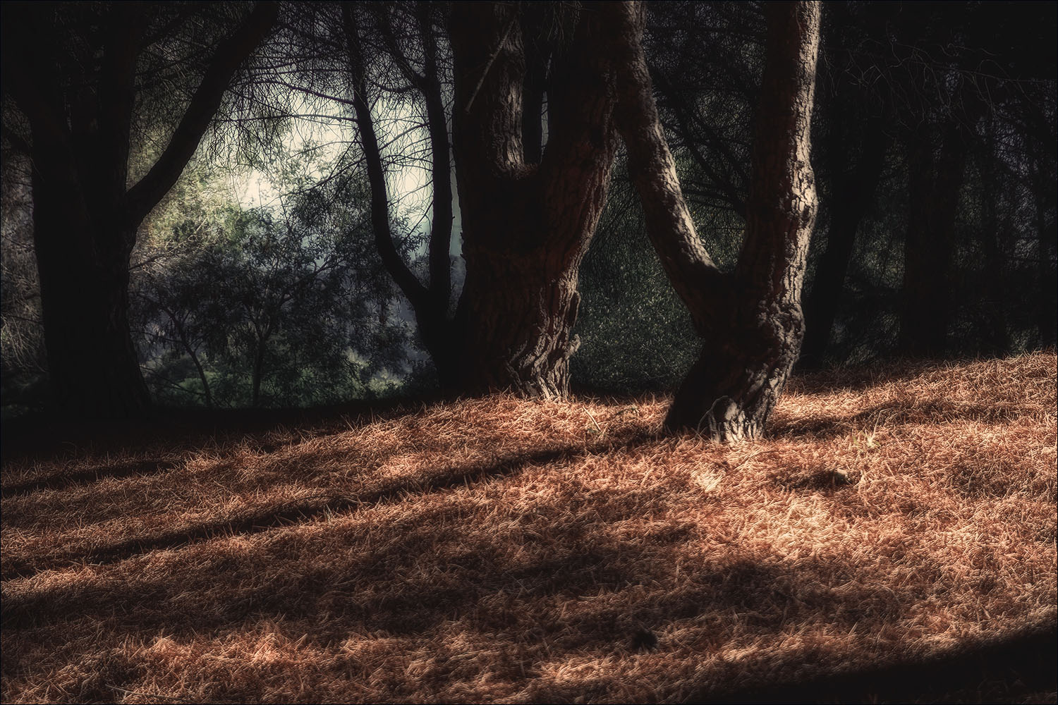 Promenade en forêt