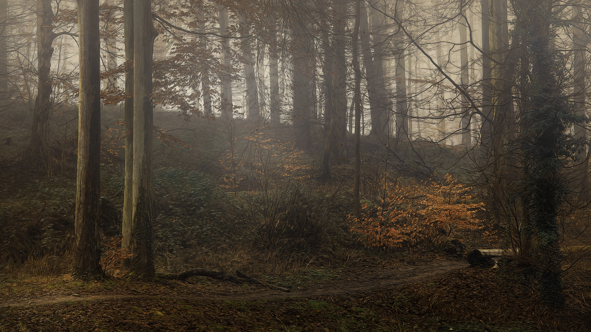 Promenade en forêt