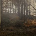 Promenade en forêt