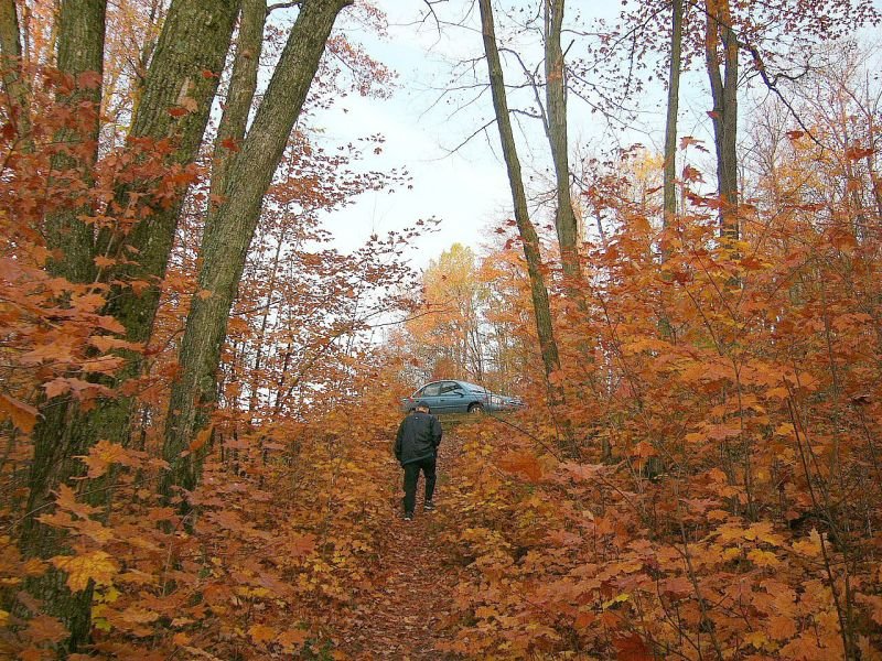 Promenade en forêt