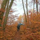 Promenade en forêt