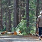 PROMENADE EN FORÊT