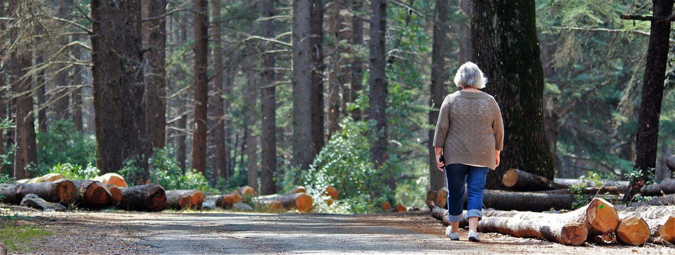 PROMENADE EN FORÊT