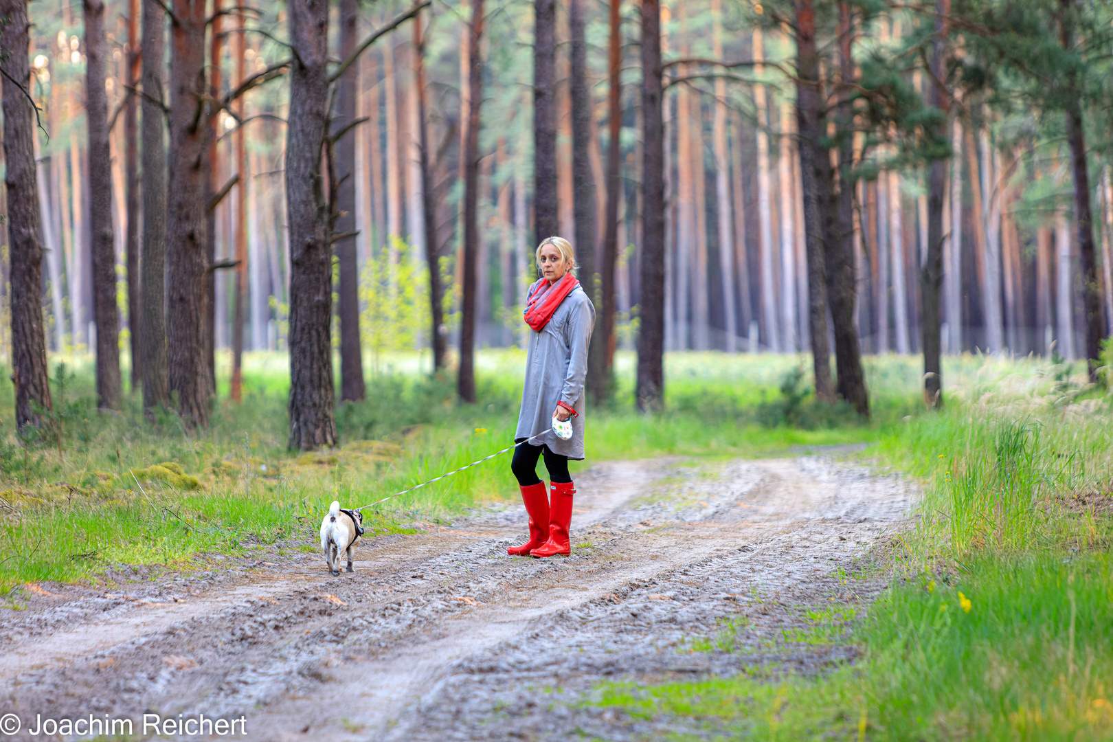 Promenade en forêt avec le chien