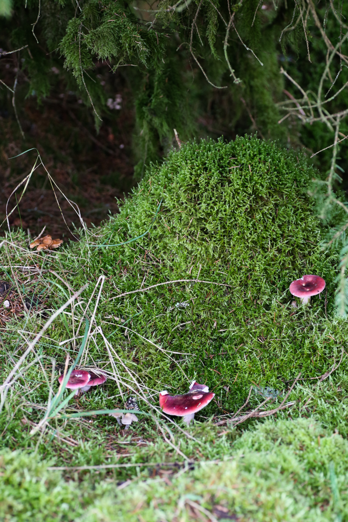 Promenade en forêt