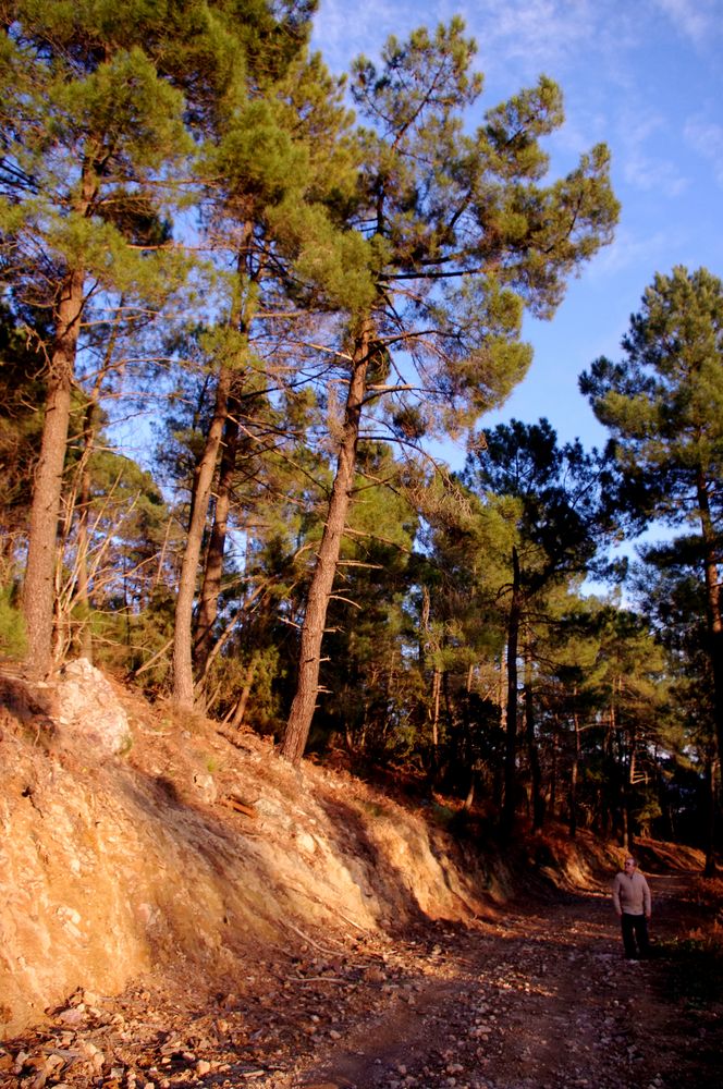 Promenade en forêt,...