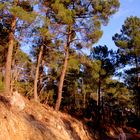 Promenade en forêt,...