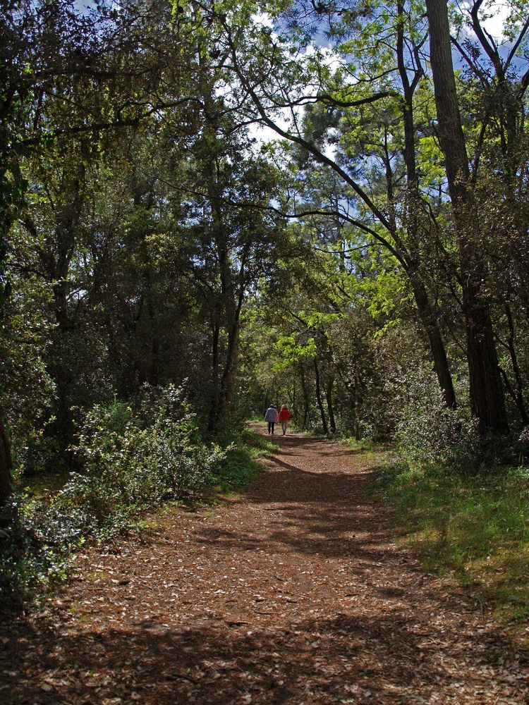 Promenade en forêt de La Coubre -- Spaziergang in dem Wald von La Coubre
