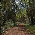 Promenade en forêt de La Coubre -- Spaziergang in dem Wald von La Coubre