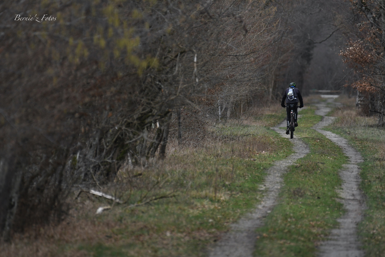 Promenade en forêt