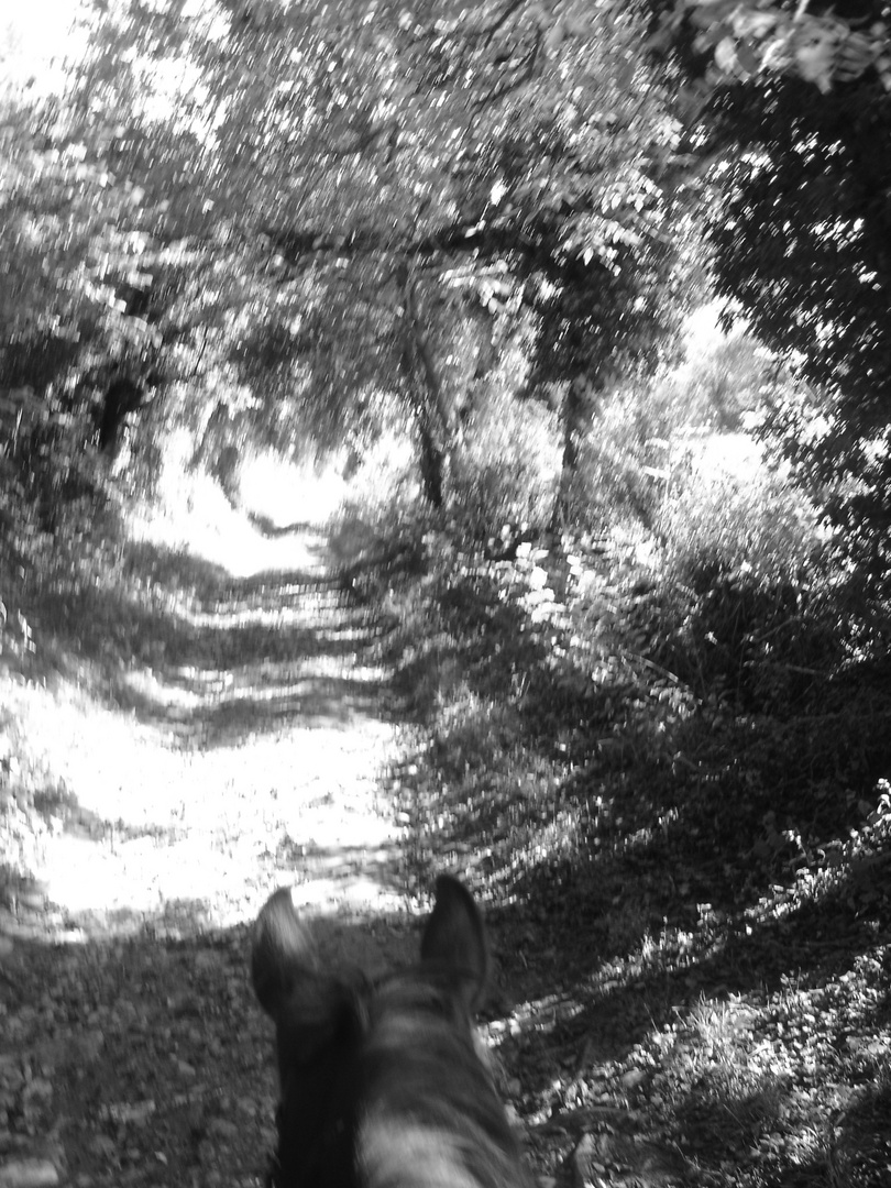 Promenade en sous-bois