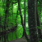 promenade en sous bois