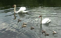 Promenade familiale