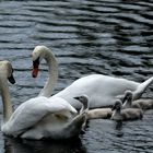 Promenade Familiale